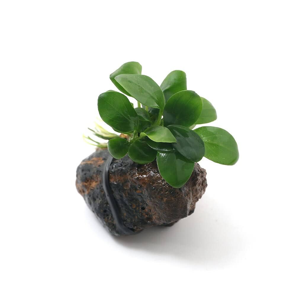 ◆専用◆アヌビアス・ナナ＆ミニ溶岩石10個 #アヌビアス溶岩石さかな屋 熱帯魚 ◇アヌビアス・ナナ＆ミニ溶岩石10個 #アヌビアス溶岩石さかな屋