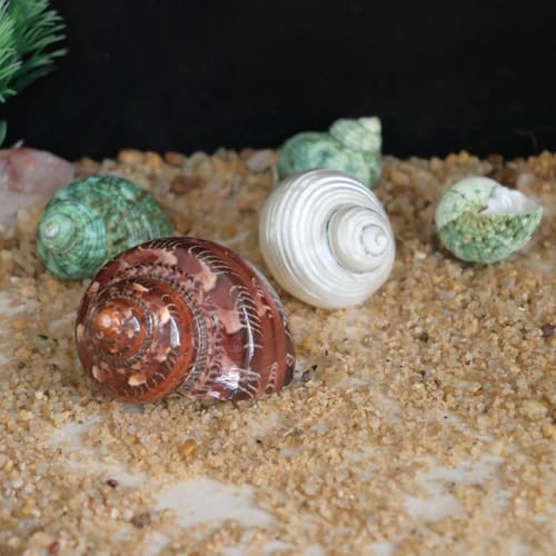 Image of 5pcs Hermit Crab Shells, M Size Opening 0.7-1.4 inch, Natural Sea Conch, Turbo Seashells for Hermit Crab Supplies and Beach Decoration Large Sea Shell (5pcs M) | Conch for Hermit Crab Supplies and Beach Decoration Large Sea Shell (5pcs M)