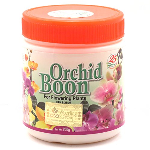 Orchid Boon -Flowering 200 GM White