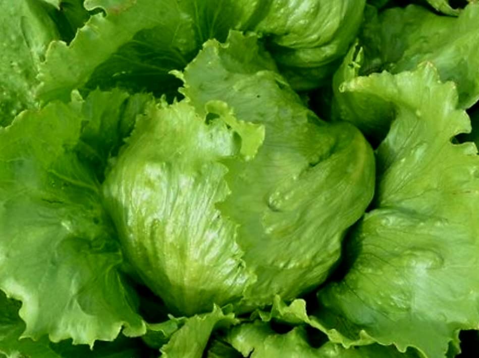 Iceberg Lettuce Plug Plants Grow Your Own Salads (12)