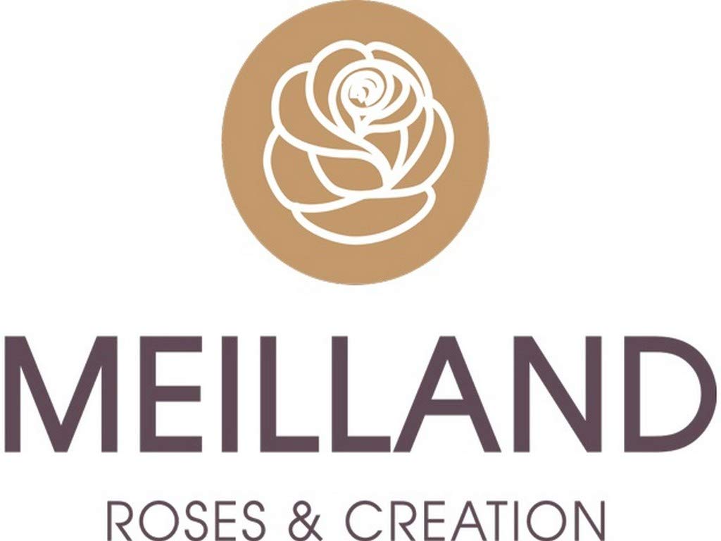 AMDGarden Rosa Brevettata Casanova Meilland Profumata Pianta in Vaso 19 cm Floribunda Rosa Salmone Albicocca