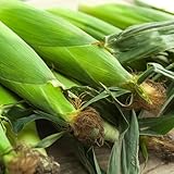 生産者さん応援 北海道産 南幌町 ご家庭用 とうもろこし 10本入り (訳あり/混合/クール冷蔵便) 旬食 南幌町明るい農村ネットワーク 朝採り 激甘 トウモロコシ とうきび ご自宅用 ご家庭用 北海道 野菜 グルメ 産地直送 お取り寄せ