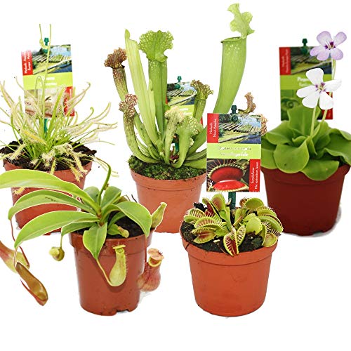 Pack de 5 Plantas Carnívoras en Maceta Pequeña Plantas Vivas