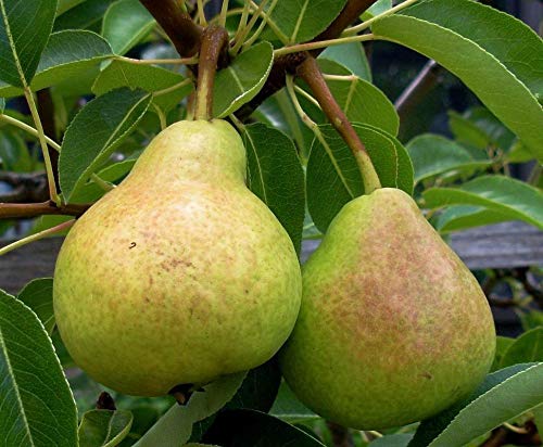 Plants Point Live Pear Fruit Plant 2 Feet Height One Plant (B07LC8V28V) Amazon Price History, Amazon Price Tracker