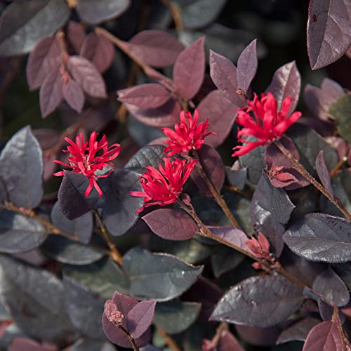 Red Diamond Loropetalum (3 Gallon) Chinese Fringe Tree With Purple Foliage - Full Sun To Part Shade Live Outdoor Plant - Southern Living Plants #TOP1