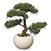 Realistic Faux Cedar Bonsai Tree, Houseplant, White Round Pot, Pebbles, Padded Bottom, Over 1 Ft Tall, (H33cm)