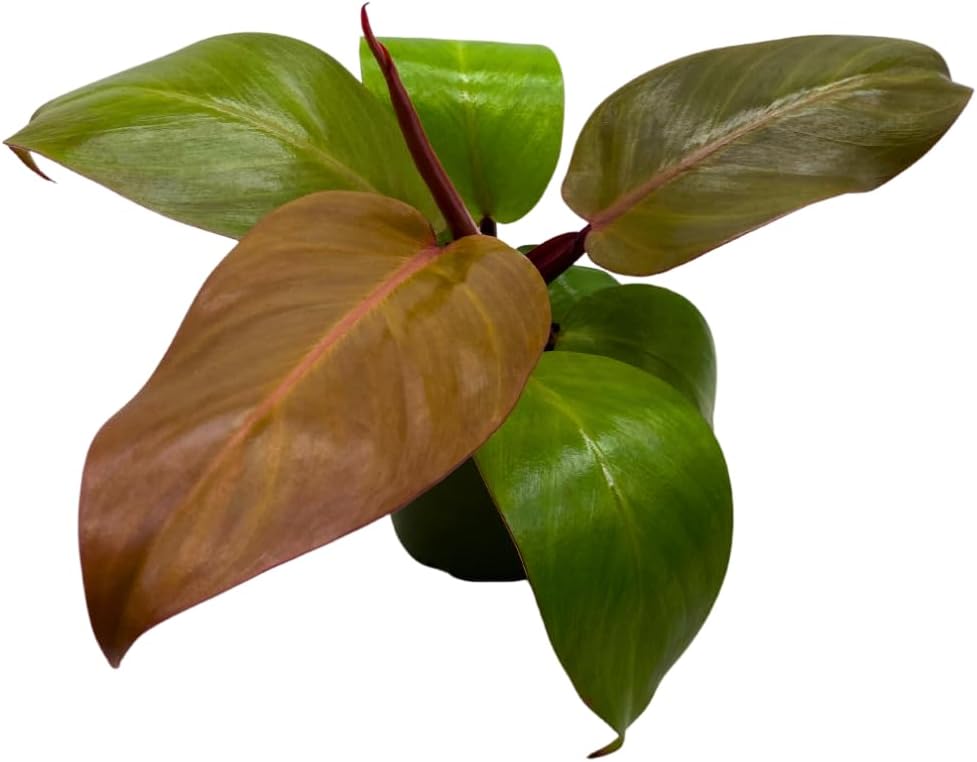 BubbleBlooms Philodendron McColley's Finale, 4 inch Bright Red Philo