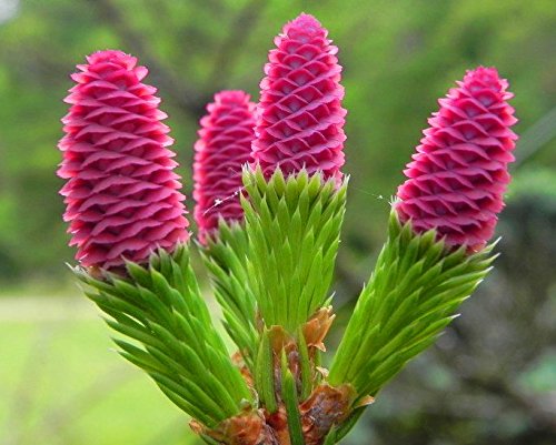 Pusch Dwarf Spruce - Picea Abies 'Pusch' - 1 - Year Plant #TOP4