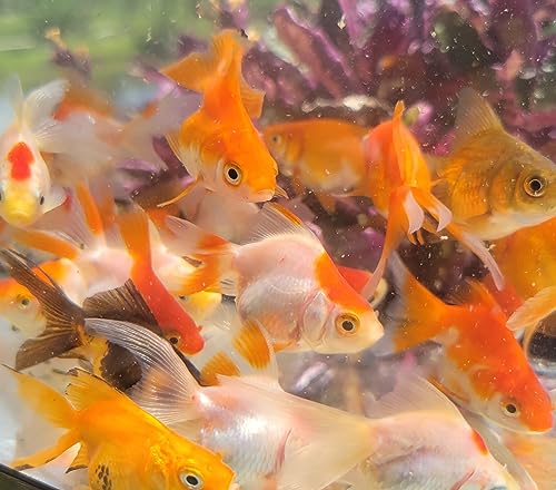 Quinn's Fins Fantail Goldfish, Assorted Colors