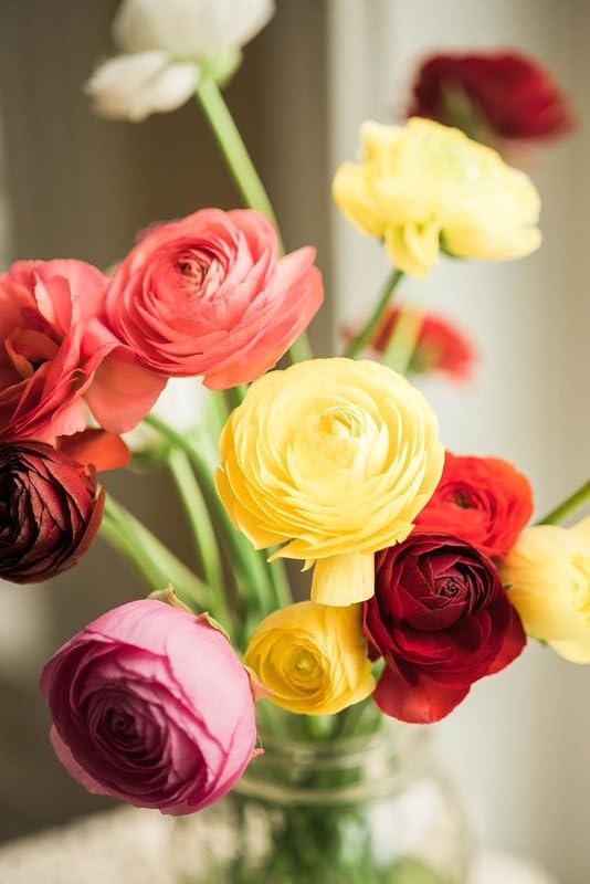 SVG Ranunculus flower bulbs for Your Garden | multicolor Ranunculus Flowering Plants Bulbs | all season Flowering bulb for Planters pack of 1 bulb (B0CP9927GT) Amazon Price History, Amazon Price Tracker