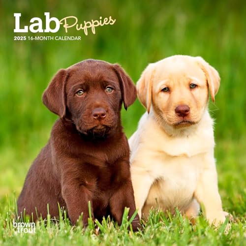 Lab Puppies | 2025 7 x 14 Inch Monthly Mini Wall Calendar | BrownTrout | Animals Dog Breeds Puppy
