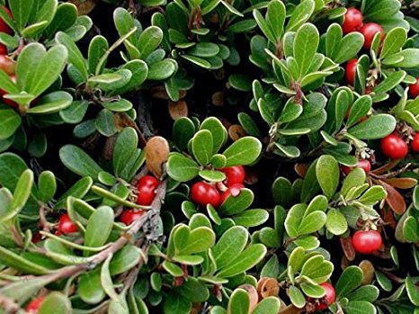 5 Arctostaphyllos Uva Ursi Uva Ursina Esotico
