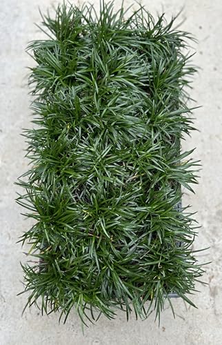 Dwarf Mondo Grass, (Ophiopogon japonicus) 'Nanus', 4-6 Inches Tall 18 Count, 3-inch pots
