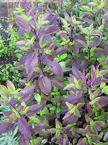 Krishna tulsi seeds for planting,100% germination (80 seeds)
