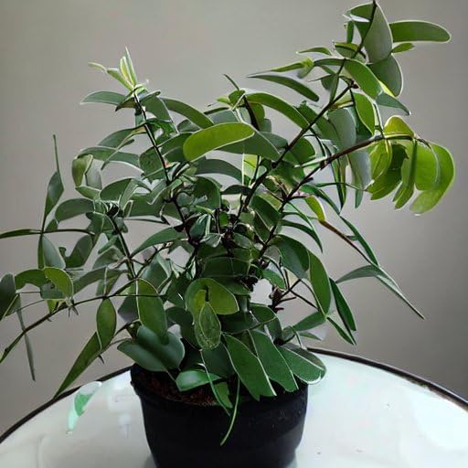 Lemon Eucalyptus Tropical Houseplant Seeds - 10 Rare Seeds