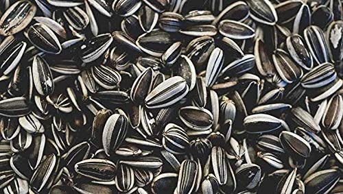 Mistletoe� Product Sunflower Seed Bird Food for Conures, Lovebirds, Cockatiels, African Grey, Macaws, Indian Parrot, Macaw, Cockatoo, Budgies and Exotic Birds 1KG (B0975XD9N8) Amazon Price History, Amazon Price Tracker