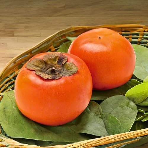 柿壺 富有柿 柿 果物 島根 かき 家庭用 ギフト 国産 常温 (2.5kg)