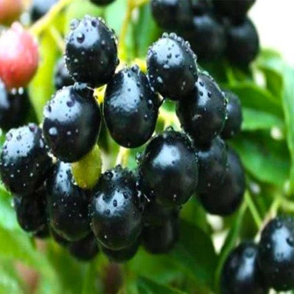 ARIYA "Thai Black Jamun"Grafted hybrid A Healthy Live Super Yielding Early Fruting Thai Black Jamun Fruit Plant 1-1.5 Ft Height in Nursery Grow Bag (B0CGM715VC) Amazon Price History, Amazon Price Tracker