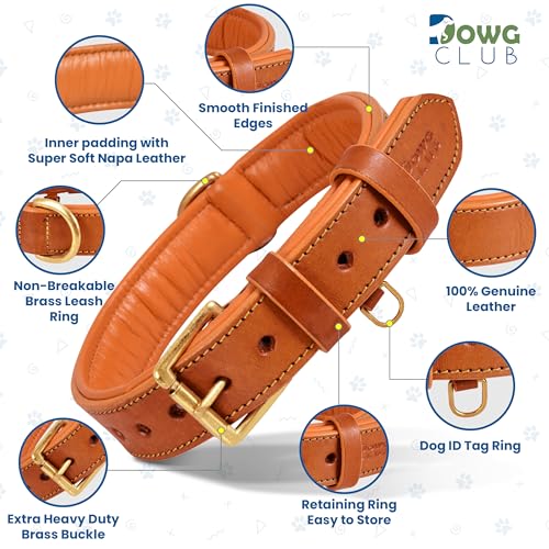 Image of Genuine Leather Dog Collar, Orange, Extra Large, Brass Buckle, Padded | 1.5 Inch Wide, Fit Neck Size - 22 inch - 26 inch, Double D Ring, Adjustable, Thick Leather, Heavy Duty, Soft Leather padding