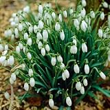 Garden State Bulb White Single Snowdrops Galanthus Flower Bulbs, 7/+cm, Fall Planting (Bag of 50)