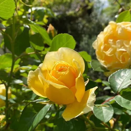 Semillas de rosal, Rosa chinensis, Plantas de balcón resistentes Las rosas trepadoras compran semillas, decoración de jardín para exterior plantas de jardín, decoración de otoño 200pcs