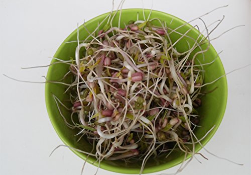 Foto von 500g BIO Keimsprossen Mungobohnen Vigna radiata Mungbohne Sprossenanzucht Sprossen Mirkogrün Microgreen Mungo
