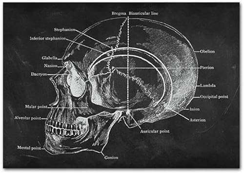 Miniatura 2 de Póster educativo de anatomía de calavera vintage de órganos humanos, arte de pared de Sala sin marco, varios tamaños