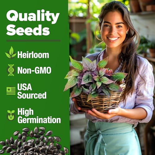 Image of HOME GROWN Thai Basil Seeds Pack - 438 High Germination Heirloom Herb Seeds for Planting,Ideal for Growing Fresh Basil Planting Indoor or Outdoor(Ocimum basilicum VAR.thyrsiflora)