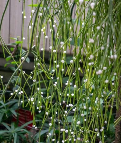 Beautiful indoor Cactus || Rhipsalis Mistletoe || Exotic plant (B0BYT4V4DJ) Amazon Price History, Amazon Price Tracker