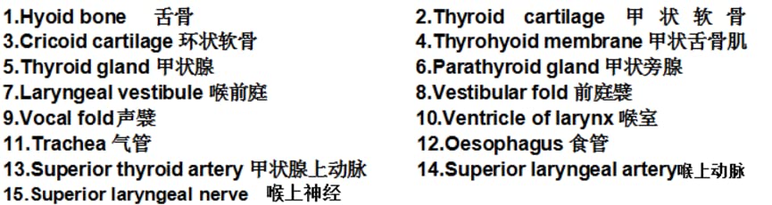 Miniatura 5 de Anatomía médica del modelo de la simulación de la articulación de la laringe humana aumentada profesional: YR-H-XC-301