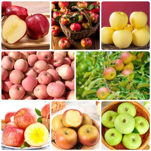 500 Piezas Semillas Resistentes De Manzano, Semillas Orgánicas, Semillas De Variedades Antiguas, Semillas De Manzana - Malus Pumila - Semillas De Bonsái, Plantas En Macetas Fuera De Plantas