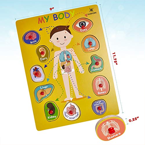 Wooden Peg Puzzle, My Body - Inside - Learning Educational Pegged Puzzle for Toddler & Kids (11 pcs) Gleeporte - Thumbnail 2