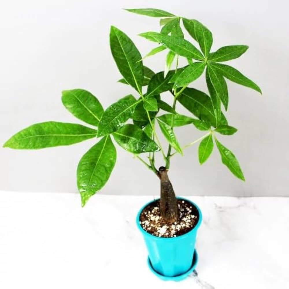 Live Money Tree Plant Pachira Aquatica with Braided Trunk kh3 | Lucky Indoor Plant, Home & Office Use, Easy Care, Pack of 1, Braided Trunk Design-image-46