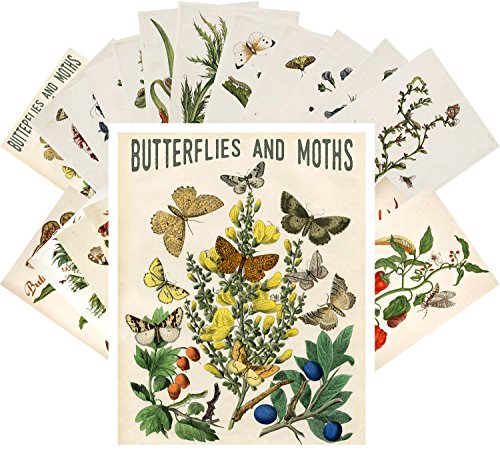 Postcard Set 24 cards Butterfly and Moths Vintage Book Illustration