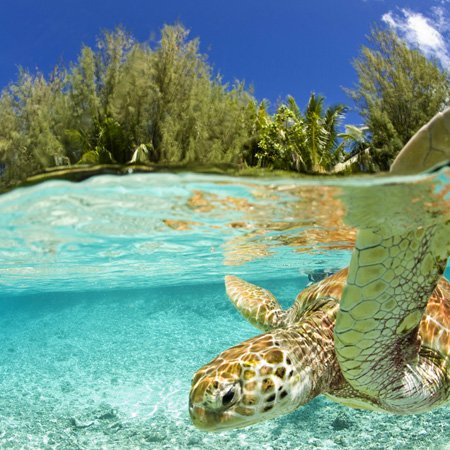 Cache-prise tortue de mer verte Bora Bora Polynésie française - 3
