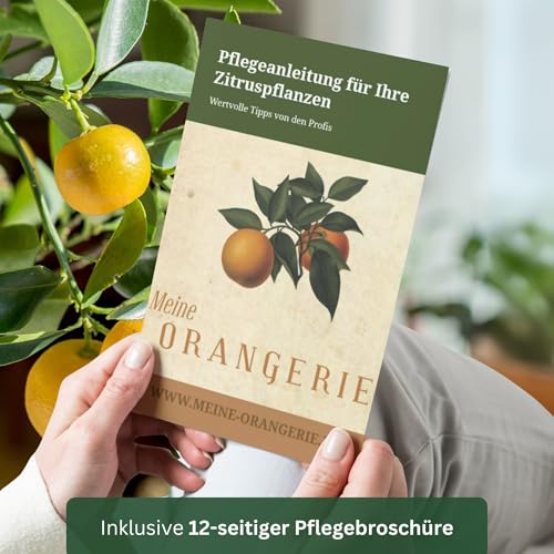 Meine Orangerie Mexikanische Limette - Citrus aurantifolia - echte Limette - veredelter Zitrusbaum im 6L-Topf - Caipi-Limette - Key Lime - Saure Limette - perfekt für Caipirinha und Cocktails…