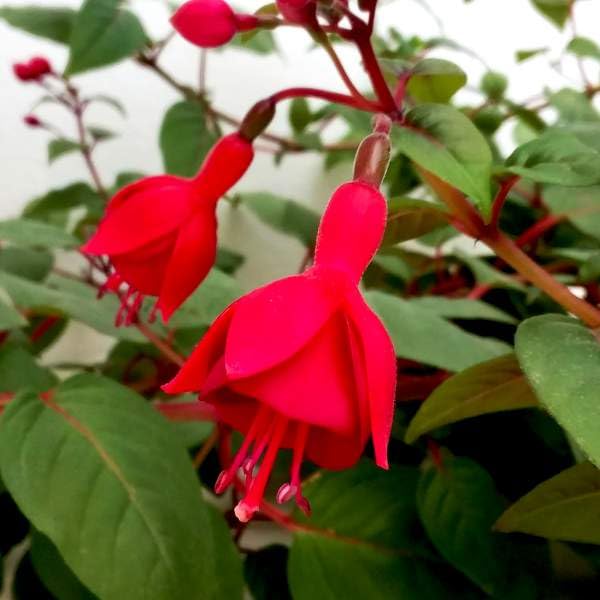 2-Pack Large 1 Foot (10-14' Tall) Live Marinka Fuchsia Fuschia Plant (deep red) Bush Shrub Butterfly Hummingbird Attraction pollinator in a 5' Pot, Well Rooted Flowers semi-Shade