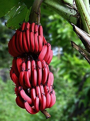 Amazon Co Jp 白鳥100個非常にまれな赤いバナナの種 屋外の多年生の興味深い植物 牛乳の味 家庭用と庭用のおいしいフルーツの種 Diy 工具 ガーデン
