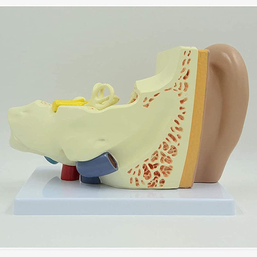 Model Anatomii Ucha Ludzkiego, Profesjonalny Stacjonarny Model Symulacji Stawu Słuchowego, Materiały Dydaktyczne, Narzędzie Do Nauki, Montaż Modelu Edukacyjnego