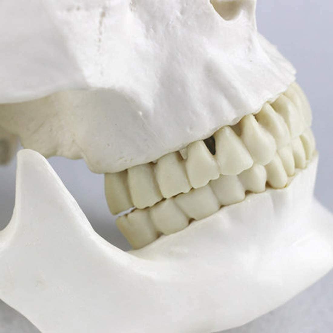 Modello di Organo Anatomia Umana Testa Scheletro Cranio Modello Didattico Materiale Scolastico Strumento di Studio - Ausilio Didattico Sperimentale Modello Anatomico