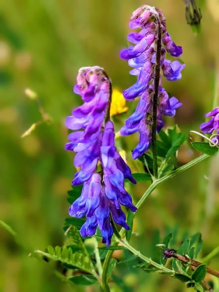 Mixed Vetch (Vicia) Seeds - Bee Friendly Wildflower X 3 Grams