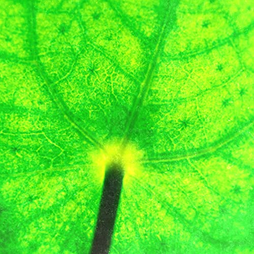 Chlorophyll