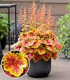 BALDUR Garten Heuchera 'Eternal Flame',1 Pflanzen, monatelanges Farbspektakel im Garten, für Beet und Kübel, pflegeleicht und robust, bienen und schmetterlingsfreundlich, winterhart