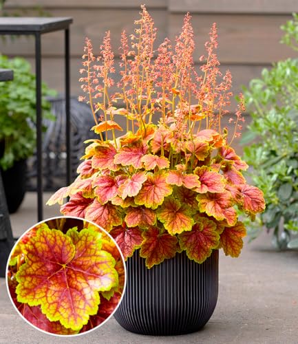 BALDUR Garten Heuchera \'Eternal Flame\',1 Pflanzen, monatelanges Farbspektakel im Garten, für Beet und Kübel, pflegeleicht und robust, bienen und schmetterlingsfreundlich, winterhart BALDUR Garten Heuchera \'Eternal Flame\',1 Pflanzen, monatelanges Farbspektakel im Garten, für Beet und Kübel, pflegeleicht und robust, bienen und schmetterlingsfreundlich, winterhart
