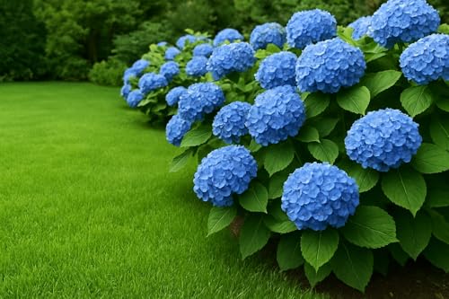 Eisensulfat-Heptahydrat für den Garten und die Landwirtschaft, Hortensien - abgefüllt in Frankreich. (900 Gramm)