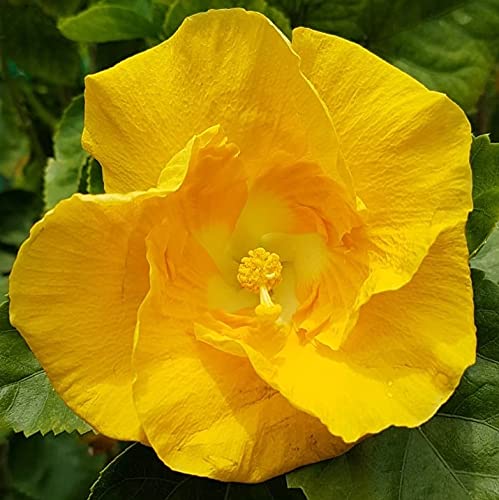 Royal Paradise Garden Rare Hybrid Hibiscus (Code NLH08) Live Plant in Polybag (B09FX5V5B7) Amazon Price History, Amazon Price Tracker