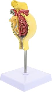 Human Kidney Models Anatomical Glomerulus: Medical Teaching Display Lab Supplies Demonstration Model Human Body Model with Base
