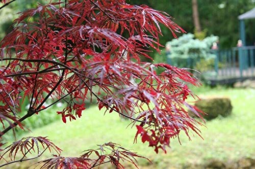 Acero rosso giapponese "Acero palmatum dissectum Firecracker" pianta in vaso ø26 cm Vivaio di Castelletto