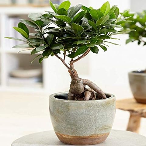 GardenersDream Ficus Ginseng Plant - Live Indoor Bonsai Tree Cover