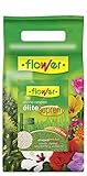 2kg Flower 10849 10849-Abono césped, 2 kg, No No Aplica, 16x16x16.5 cm